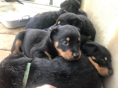 Les chiots de Berger de Beauce