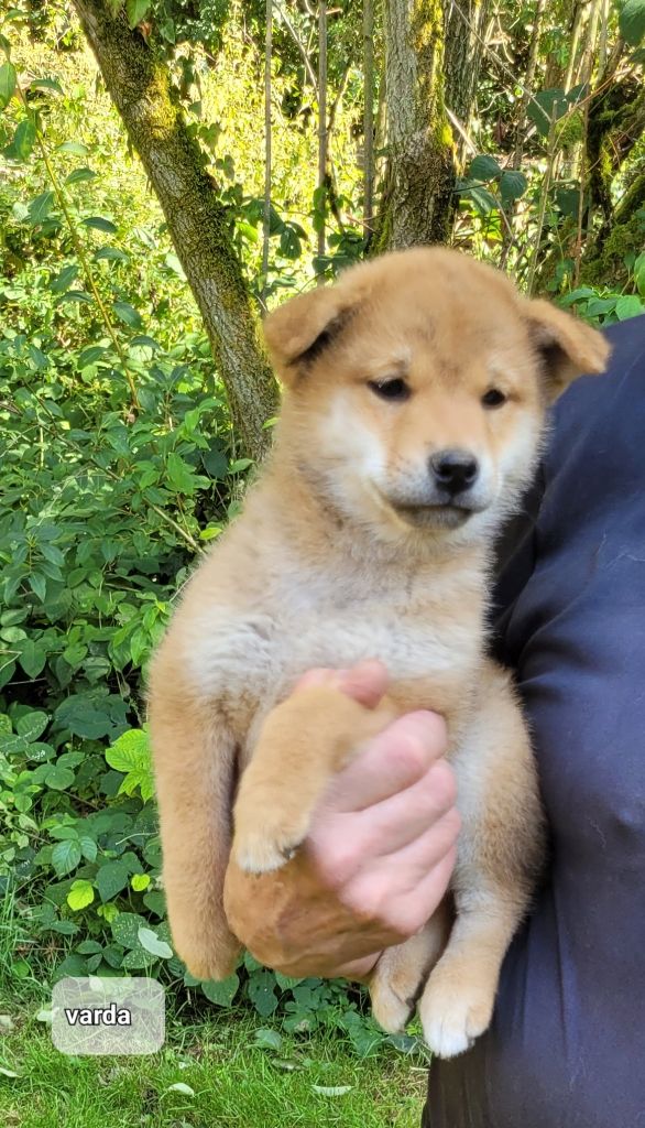 CHIOT - Shiba