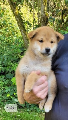 Les chiots de Shiba