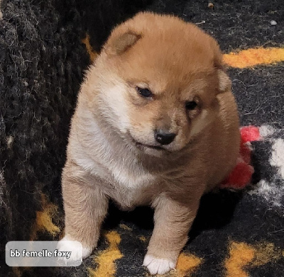 Les chiots de Shiba