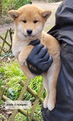 Les chiots de Shiba