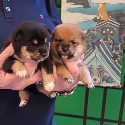 Les chiots de Shiba