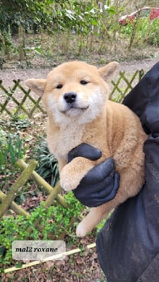 CHIOT 2 - Shiba