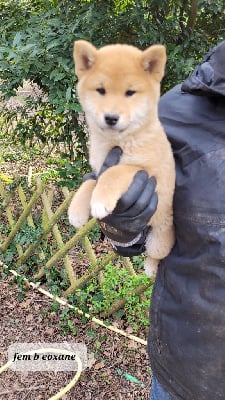 Les chiots de Shiba