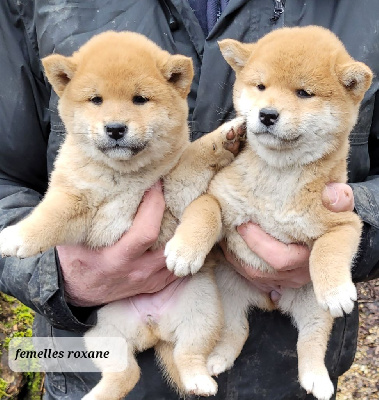 Les chiots de Shiba