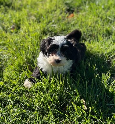 Les chiots de Bichon Havanais