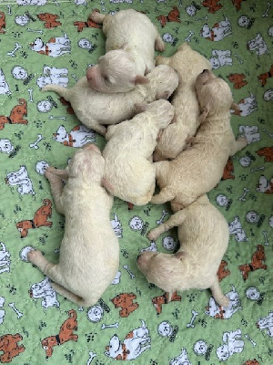 Les chiots de Bichon Frise