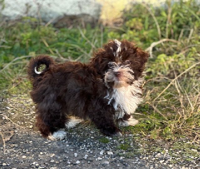 Les chiots de Bichon Havanais