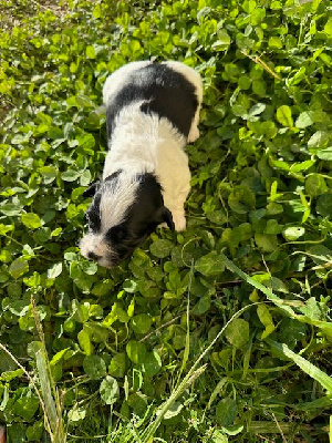 Les chiots de Bichon Havanais