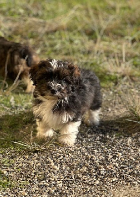 Les chiots de Bichon Havanais