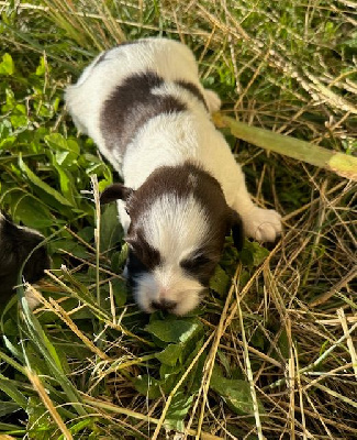 Les chiots de Bichon Havanais