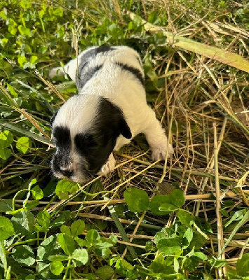 Les chiots de Bichon Havanais