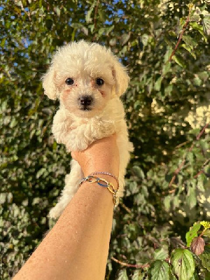 Les chiots de Bichon Frise