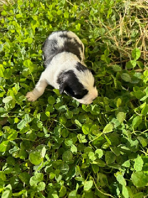 Les chiots de Bichon Havanais