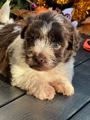 Les chiots de Bichon Havanais