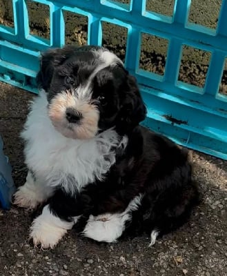 Les chiots de Bichon Havanais