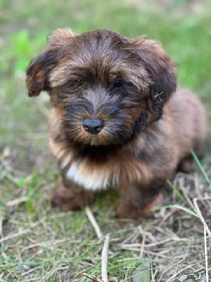 Les chiots de Bichon Havanais