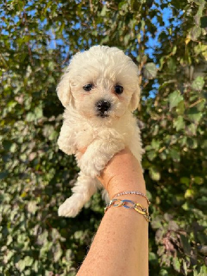 Les chiots de Bichon Frise