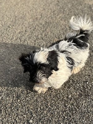 Les chiots de Bichon Havanais