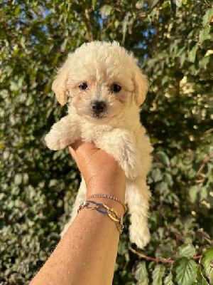 Les chiots de Bichon Frise