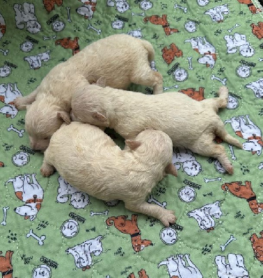 Les chiots de Bichon Frise