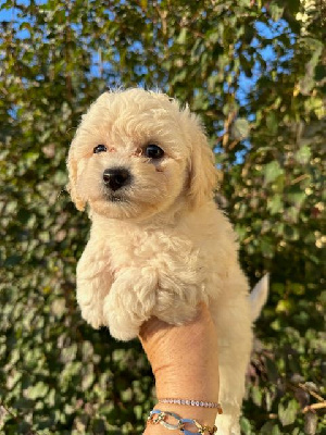 Les chiots de Bichon Frise