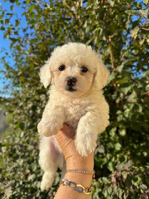 Les chiots de Bichon Frise