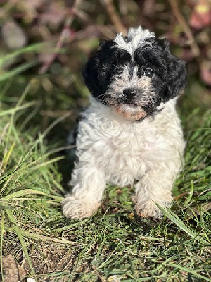 Les chiots de Bichon Havanais