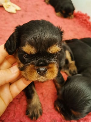 Les chiots de Cavalier King Charles Spaniel