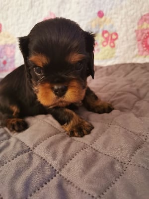 Les chiots de Cavalier King Charles Spaniel