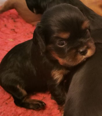 Les chiots de Cavalier King Charles Spaniel