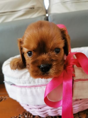 Les chiots de Cavalier King Charles Spaniel