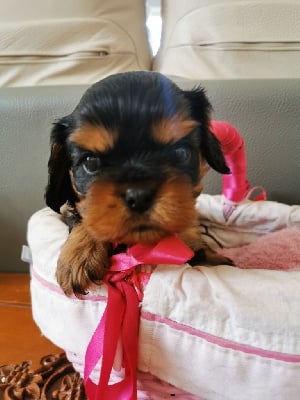 Les chiots de Cavalier King Charles Spaniel