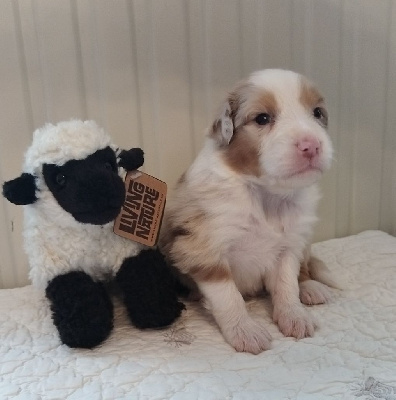 Les chiots de Berger Australien