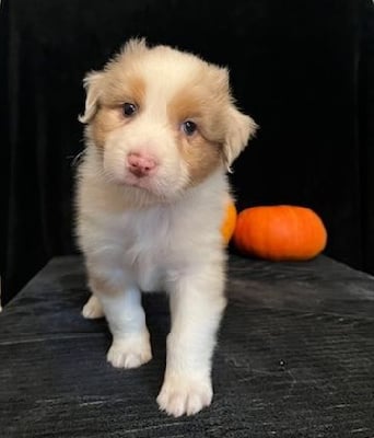 Les chiots de Berger Australien