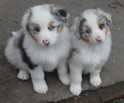 Les chiots de Berger Australien