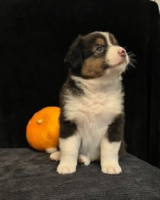 Les chiots de Berger Australien