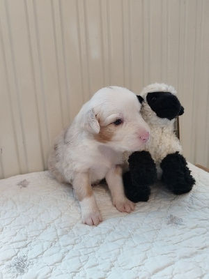 Les chiots de Berger Australien