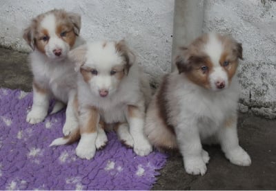 Les chiots de Berger Australien