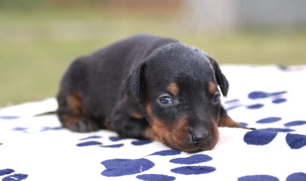 Femelle noir & feu LOF QC - Dobermann