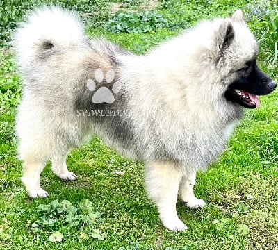 Les chiots de Spitz allemand