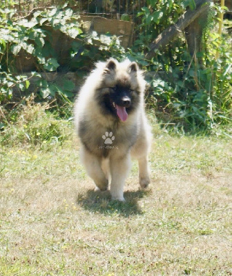 Les chiots de Spitz allemand