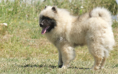 Les chiots de Spitz allemand