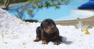 Les chiots de Dobermann