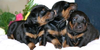 Les chiots de Dobermann