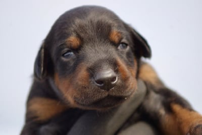 Les chiots de Dobermann