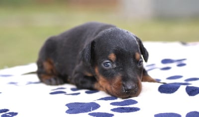 Les chiots de Dobermann