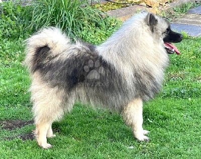 Les chiots de Spitz allemand