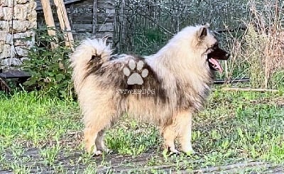 Les chiots de Spitz allemand