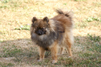 Les chiots de Spitz allemand